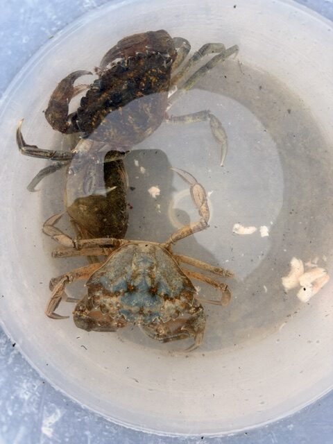 Dagens fangst af krabber ved Bandholm